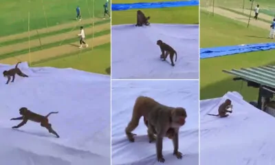 Monkeys in Kanpur Stadium rooftop during practice season