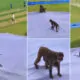 Monkeys in Kanpur Stadium rooftop during practice season